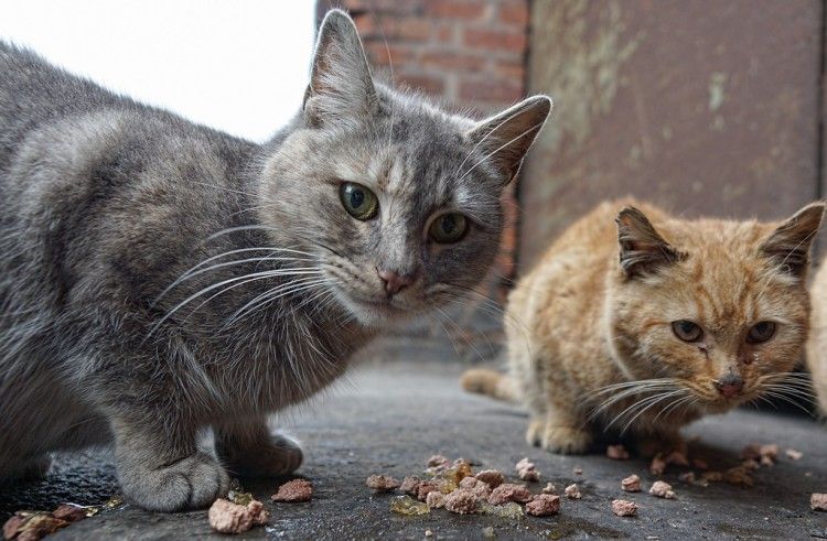 gatos-ferales-alimentar-art